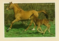 Any Occasion Blank Inside