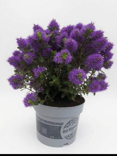 Purple flowering hebe shrub - flowering, |