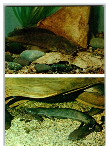 1984 catfish aquarium science - catfish,