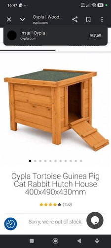 New tortoise rabbit cat guinea - rabbit,