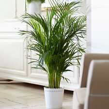Kentia Palm Real Exotic Large Indoor Plant For Your Home Or Office Air Purifying