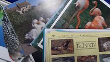 Bird postcards