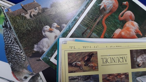 Bird postcards