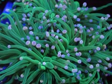 Cotton Candy Torch Coral –