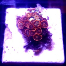 WYSIWYG 30+ Polyps red and