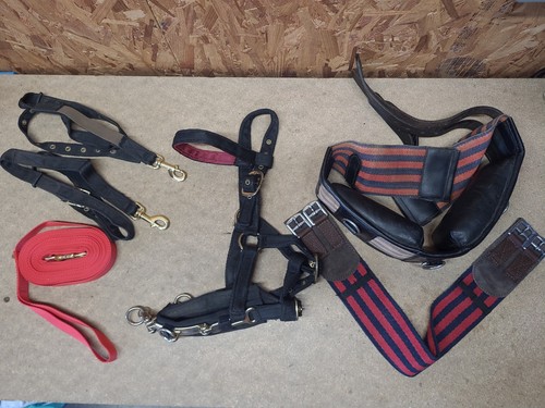 Lunging joblot pony - lunging, joblot,pony