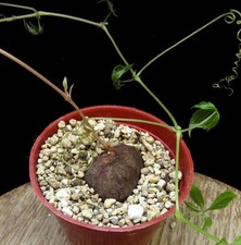 Cyphostemma adenocaule,Caudex,Euphorbia,Succulent Plants