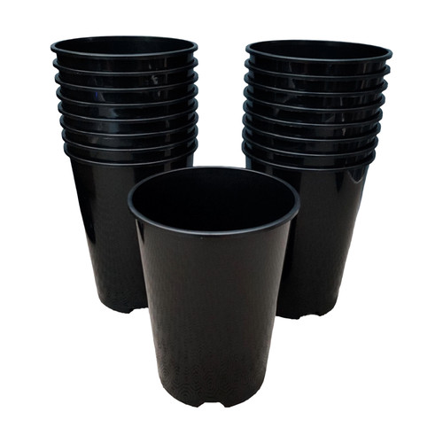 Litre deep rose plant - litre,