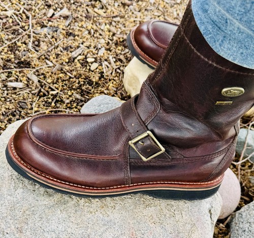 Rare red wing irish setter - rare,