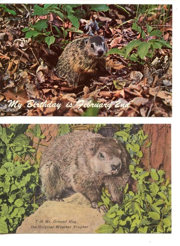 Ground hog animal - hog, animal-february