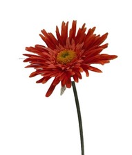 Pack 12 Stems Orange Gerbera