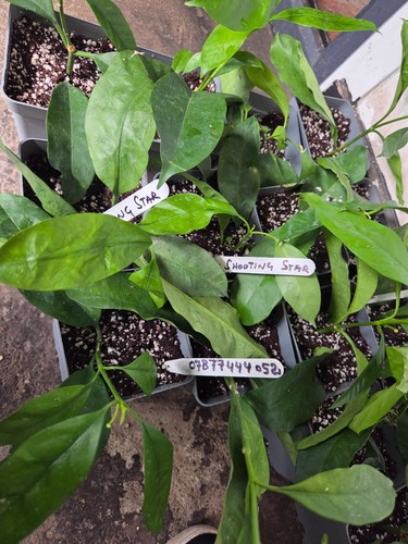 Hoya shooting star - hoya, rooted