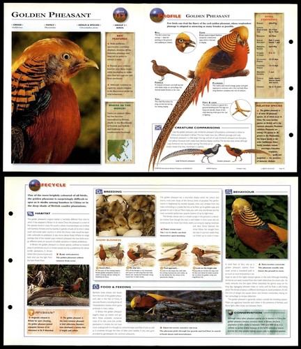 Golden pheasant 112 - pheasant, birds