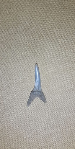 Shark teeth sand tiger - teeth,,