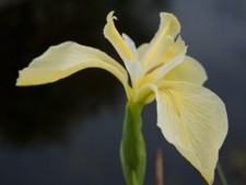 Cream Water Iris pseudacorus bastardii Pond Plant Marginal Plant Bog Wildlife