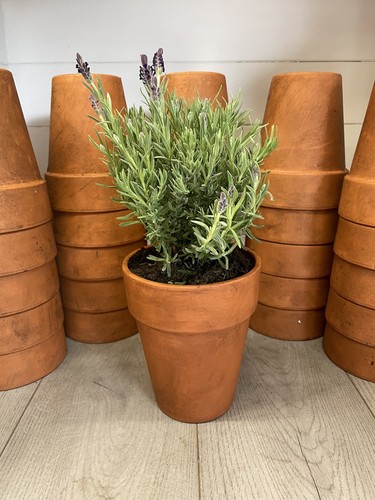 Vintage terracotta pots - terracotta,