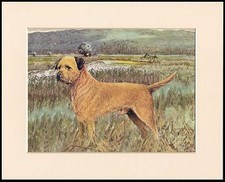 BORDER TERRIER CHARMING DOG