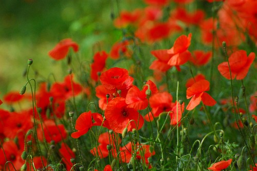 Corn red field poppy gram - red,