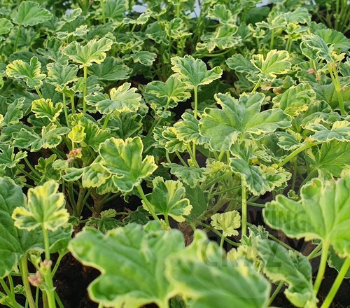 Fragrans geranium - 1,