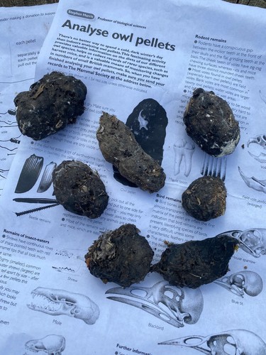 Owl pellet kit barn - owl,