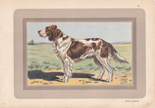 1931 gordon setter - 1931, print