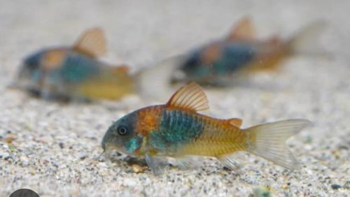 Orange venezuelan corydoras - orange,