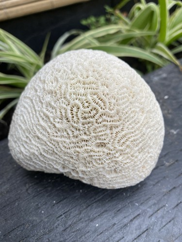Natural brain coral - natural,