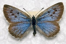 Large blue phengaris - 🦋,