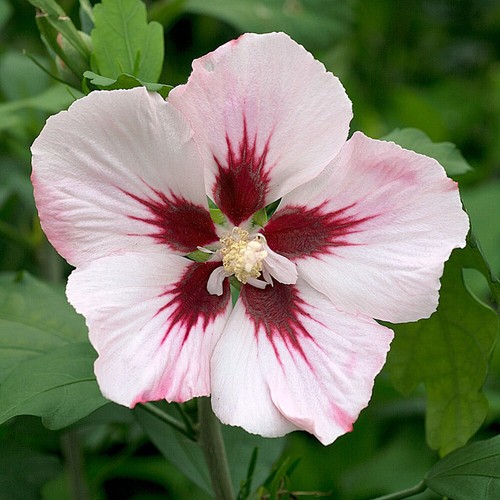 Flowering shrubs hibiscus - shrubs,,