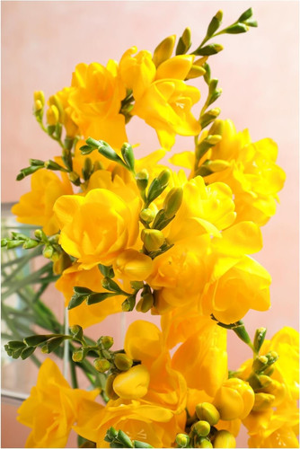 Freesia bulbs yellow - freesia,
