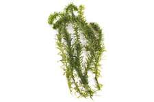 Egeria Densa - 5 - 2500 - Loose - Tropical Water Live Aquarium Plants