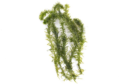 Egeria densa 2500 - densa,