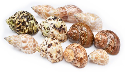Changing shell set medium - shell,