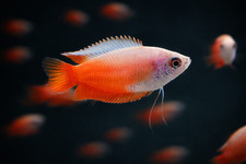 Fire Red Dwarf Honey Gourami
