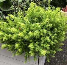 5x Sedum Angelina Golden Sedum