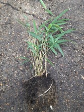 PSEUDOSASA JAPONICA BAMBOO