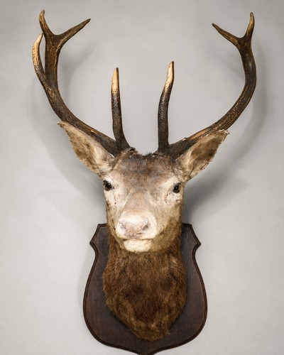 Large red deer stag taxidermy - stag,