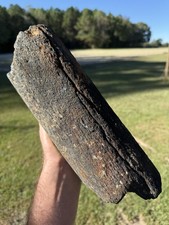 Nice Large Extinct Baleen