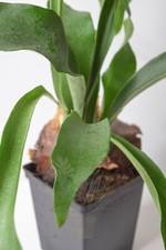 Staghorn Fern (Platycerium bifurcatum) Houseplant, A Potted Plant in a 11cm Pot