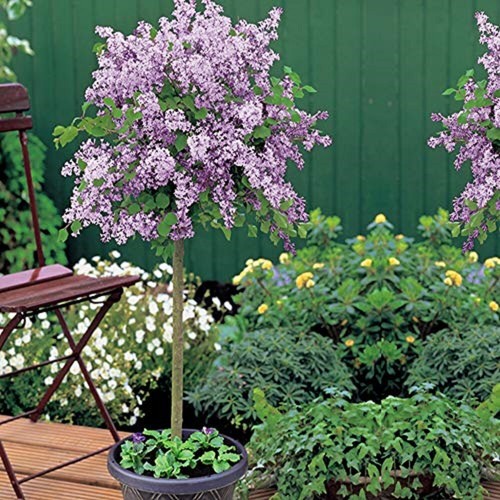 Suttons lilac palibin - suttons, 'palibin'
