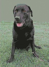 Black labrador lab counted - black,