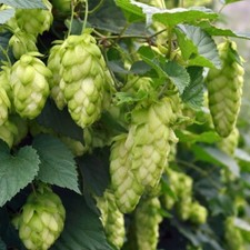 Hops Jupiter Humulus Climbing