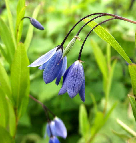 Bluebell climber rare - bluebell,