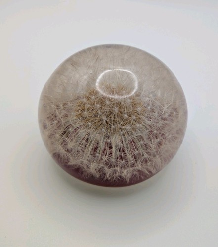 Vintage dandelion clock - dandelion,