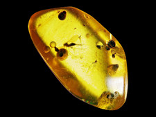 Burmese Amber - Fossil Gnat