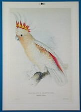 Edward Lear "Major Mitchell's
