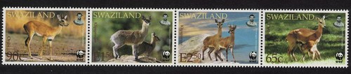 Swaziland wwf klipspringer and - klipspringer,
