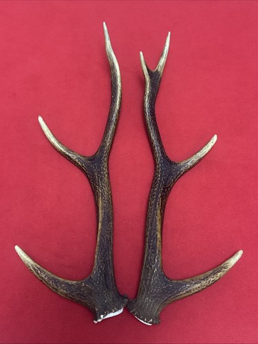 Pair sika deer - pair,