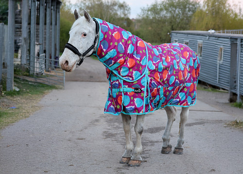 100g turnout rug - 100g, detachable