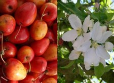 Malus Jelly King Crab Apple